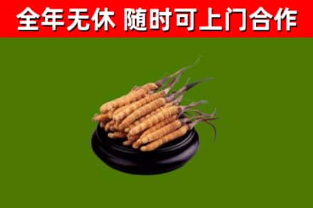 可克达拉市烟酒回收冬虫夏草.jpg